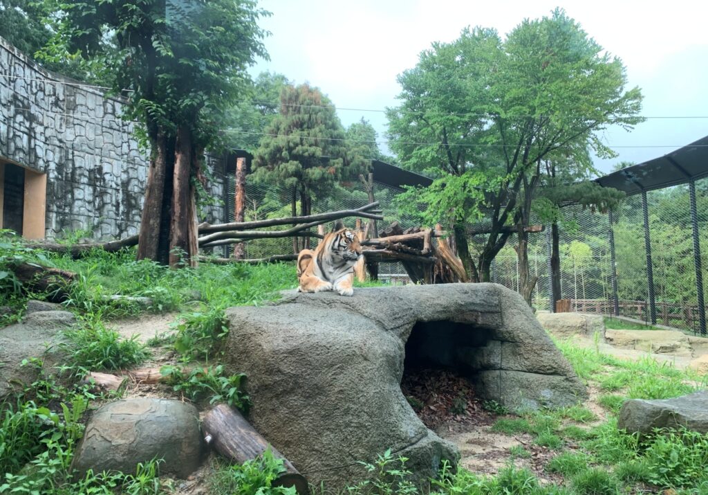 청주동물원 소개 특징 역사 전시관 주변 명소